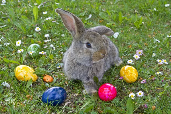 Osterhase bei der Arbeit — Stockfoto