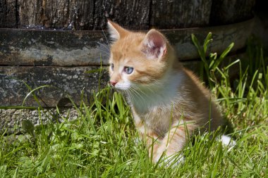 Çayır üzerinde küçük kedi