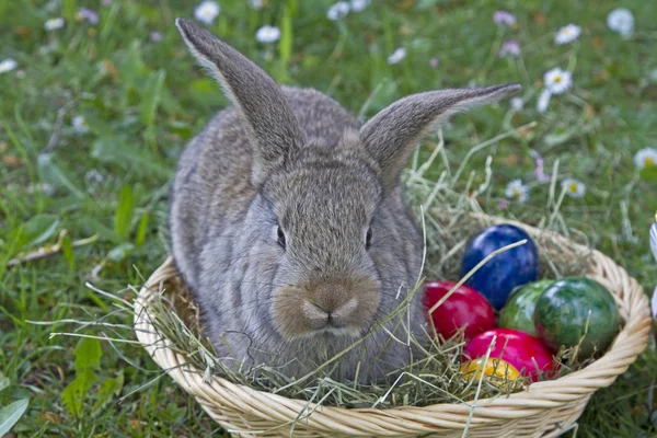 Conejo de Pascua en el trabajo —  Fotos de Stock