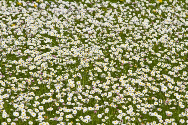 Stokrotka łąka w wiosnę — Zdjęcie stockowe