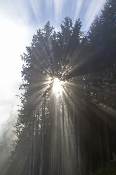 Hintergrundbeleuchtung im Bergwald — Stockfoto