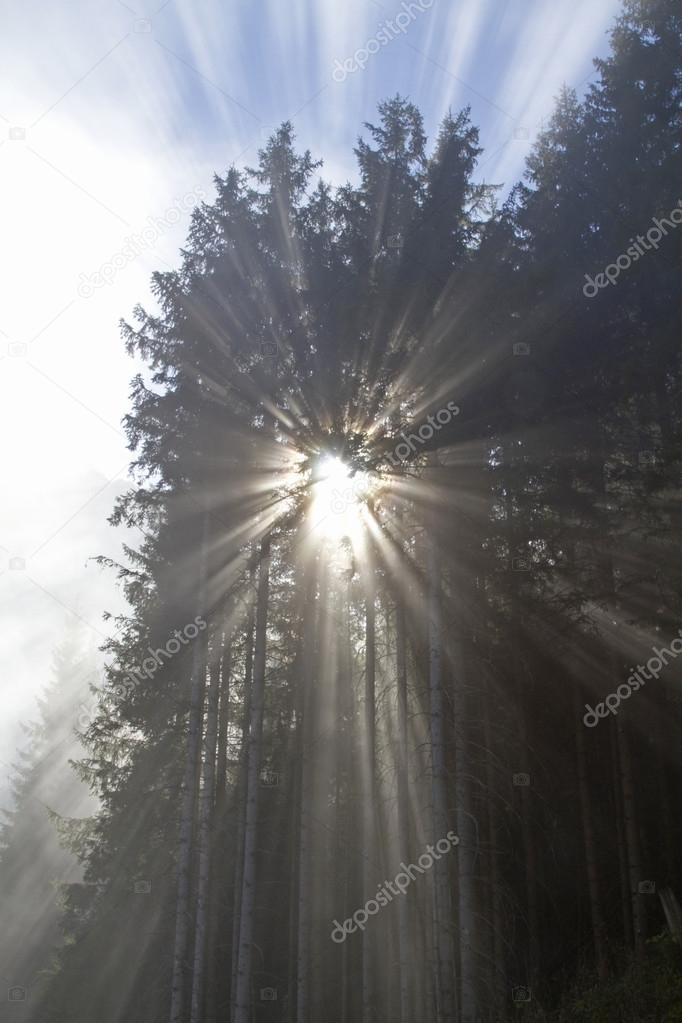 Backlight in the mountain forest