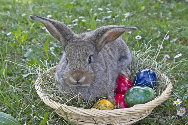 Osterhase bei der Arbeit — Stockfoto