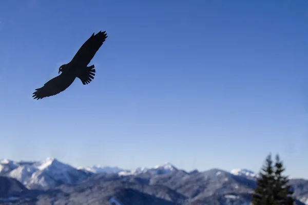 Bird flight varning för glas — Stockfoto