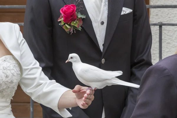 Hochzeitseindrücke mit weißer Taube — Stockfoto