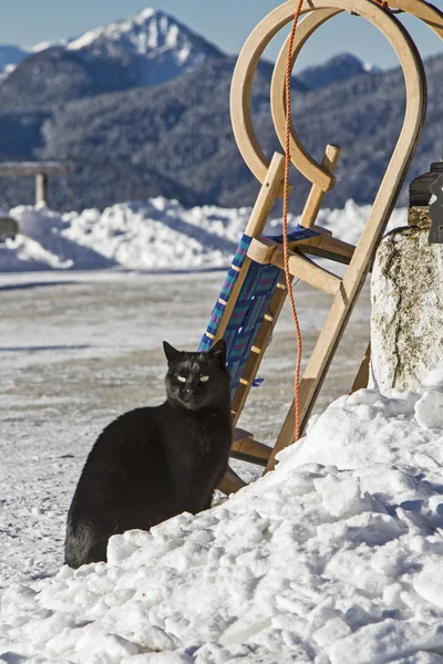 Gato preto com trenó — Fotografia de Stock