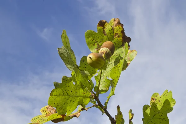 Acorns on tree — Stock Photo, Image