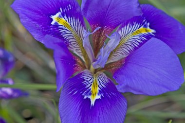 Mavi Iris versicolor