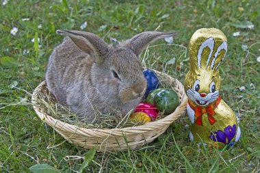 Paskalya tavşanı iş başında