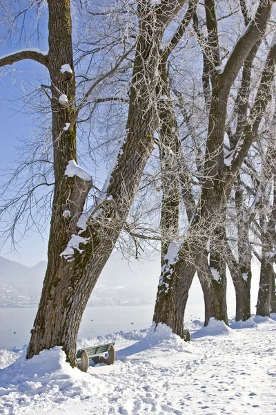 Linha de árvoresno inverno — Fotografia de Stock