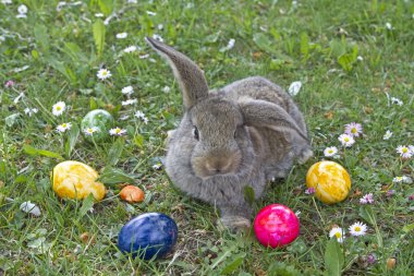 Paskalya tavşanı iş başında
