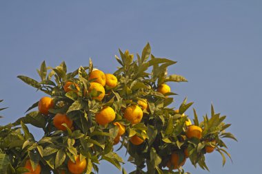 Limone portakal ağacı