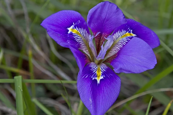Niebieski Iris versicolor — Zdjęcie stockowe