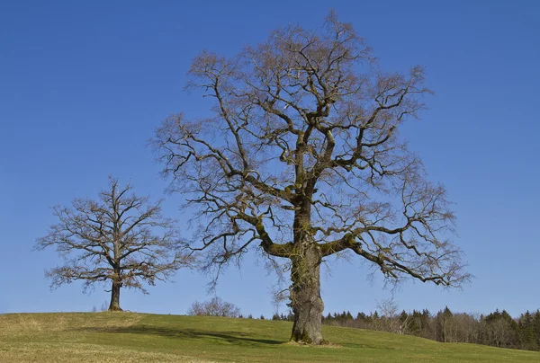 Листовое дерево весной — стоковое фото