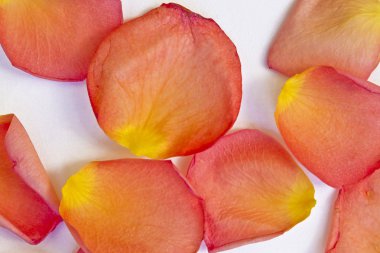 Beyaz arkaplanda gül yaprakları