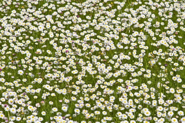 Stokrotka łąka w wiosnę — Zdjęcie stockowe