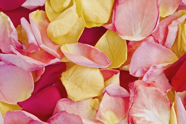 Alfombra de pétalos de rosa de colores — Foto de Stock