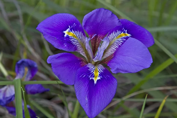 Niebieski Iris versicolor — Zdjęcie stockowe