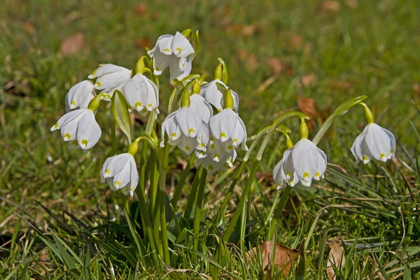 Leucojum vernum -  first flower in spring — Stock Photo, Image