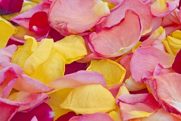 Alfombra de pétalos de rosa de colores — Foto de Stock