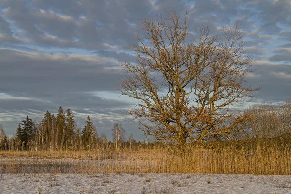 Inverno em Isarwinkel — Fotografia de Stock