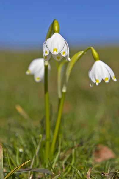 Leucojum vernum - 春の初花 — ストック写真