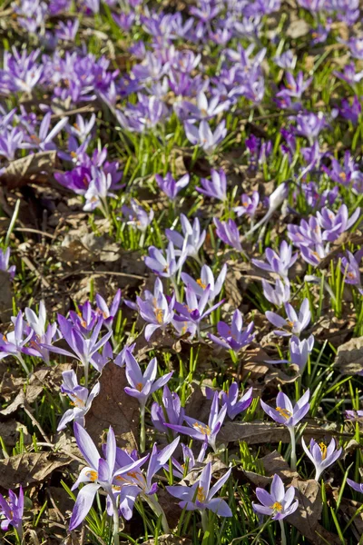 Crocus rét tavasszal — Stock Fotó