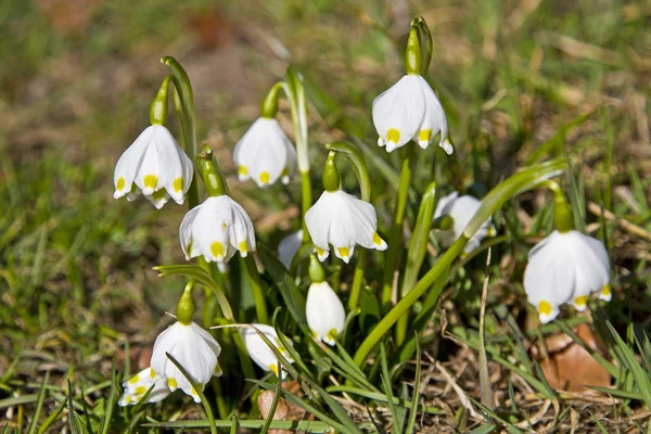 Śnieżyca vernum - pierwsze kwiaty na wiosnę — Zdjęcie stockowe