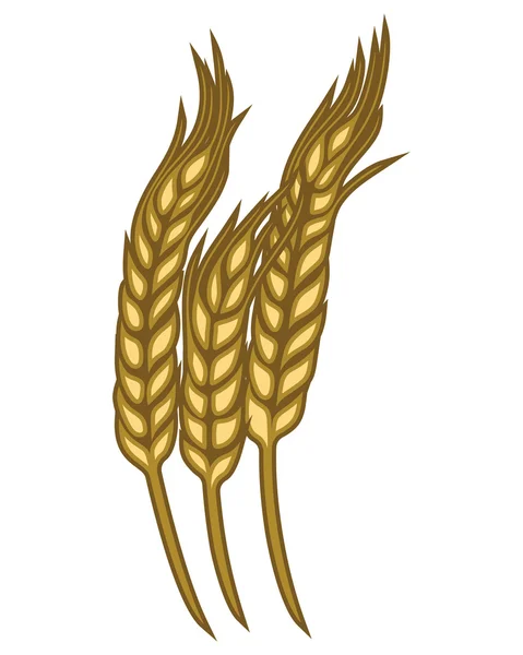 Wheat — Stock Vector