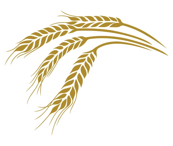 Wheat — Stock Vector