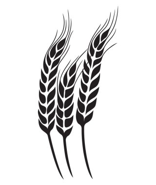 Buğday vektör çizimler