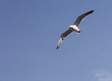 Akdeniz kıyılarında üzerinde uçan martı