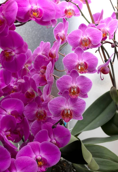 Light Purple Orchid Background Wet Glass Greenhouse — Stock Photo, Image