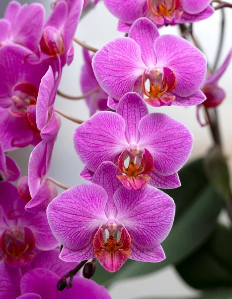 Branch Three Light Purple Orchids — Stock Photo, Image