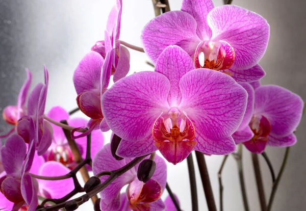 Light Purple Orchids Gray Background — Stock Photo, Image