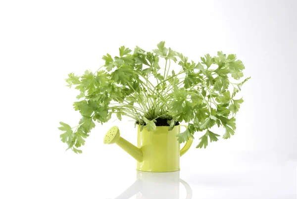 decorative sprinkling can