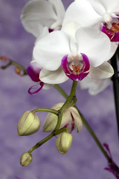 Orchids — Stock Photo, Image