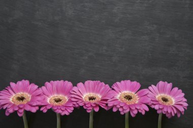 Pembe çiçekler arka plan