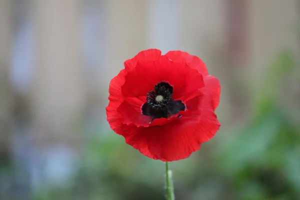Красный цветок фон — стоковое фото