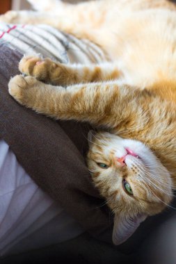 Kırmızı kedi baş aşağı yatıyor.