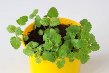 Sarı tencerede yeşil Melissa.