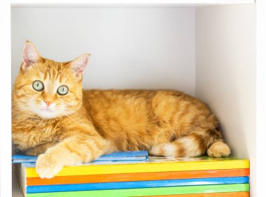 Kırmızı bir kedi renkli kitapların üzerinde bir rafta yatar ve önüne bakar.