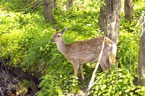Deer Forest Looks Distance Deer Wild — Stock fotografie