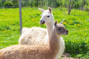 Yeşil çimenlerin üzerinde iki lamba