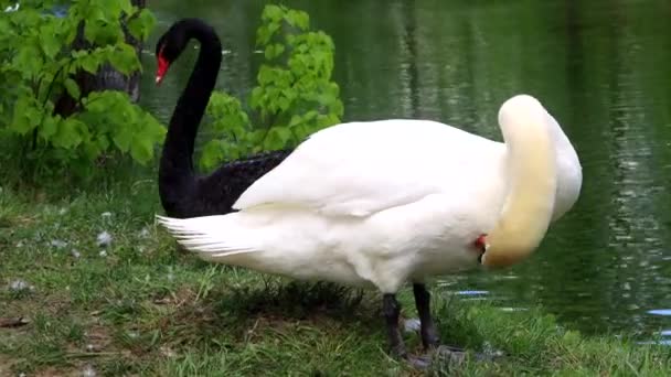 Белые Черные Лебеди Чистят Перья Клювами Дикой Природой Высококачественные Кадры — стоковое видео