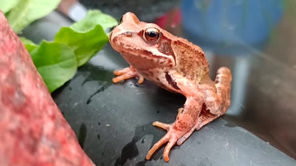 Ein Brauner Frosch Sitzt Rande Eines Teiches Garten Hochwertiges Filmmaterial — Stockvideo