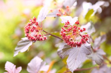 Güneşli bir günde Physocarpus opulifolius, süs bitkisi.