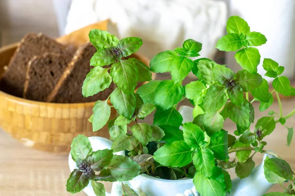 Basil in a blue pot close-up, lots of leaves, edible greens, slices of bread — Stok Foto