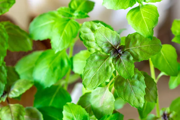 Basil close-up, lots of leaves, edible greens, copy space — Stok Foto