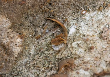 Taş üzerinde deniz fosilleri, eski yumuşakçalar.